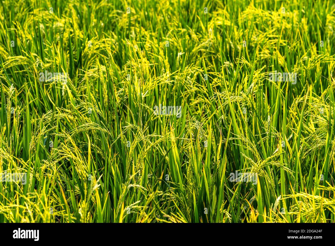 Verschwommen schöne goldene Ohr von Reis oder Ohr von Paddy. Stockfoto