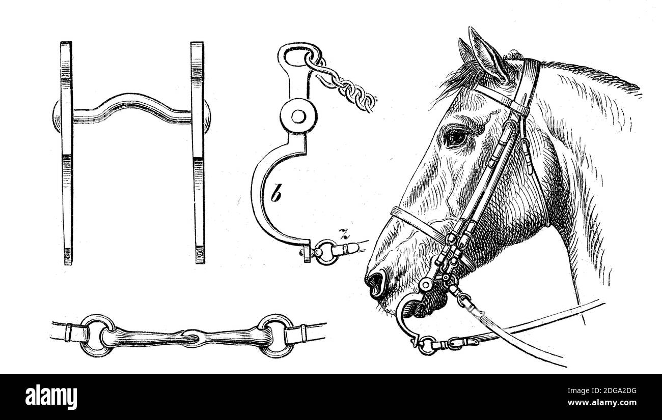 Zaumzeug, Bordstein, Pferdehänder, Illustration von 1880 / Kandare, Zäumung, Bordstein, Zaumzeug beim Pferd, Illustration aus 1880, Historisch, historisch, digital verbesserte Reproduktion eines Originals aus dem 19. Jahrhundert / digitale Reproduktion einer Originalvorlage aus dem 19ten Jahrhundert. Jahrhundert Stockfoto