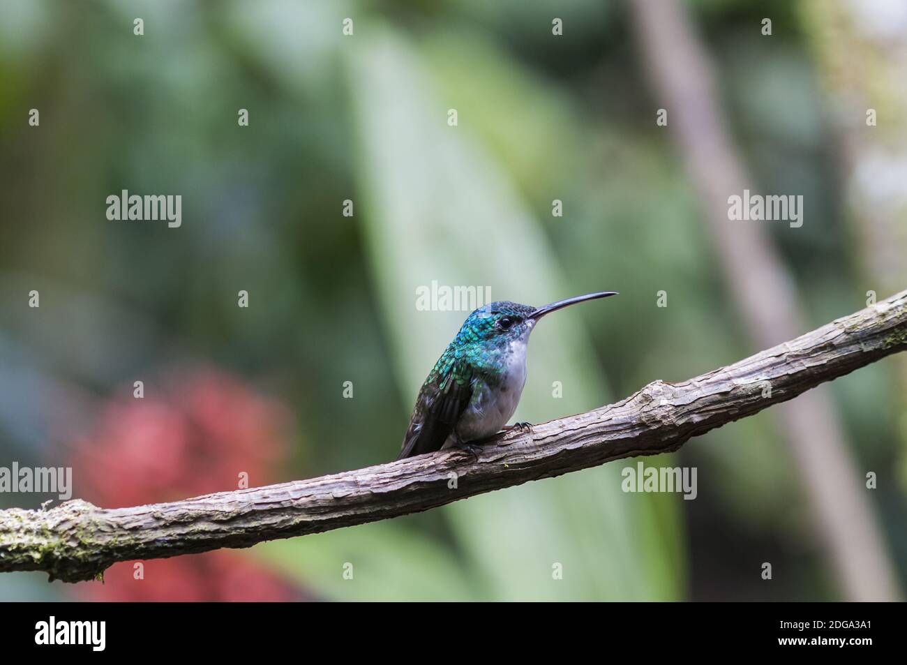 Blau Kolibri (Der) sitzt auf einem Ast, Nebelwald, Ecuador. Stockfoto