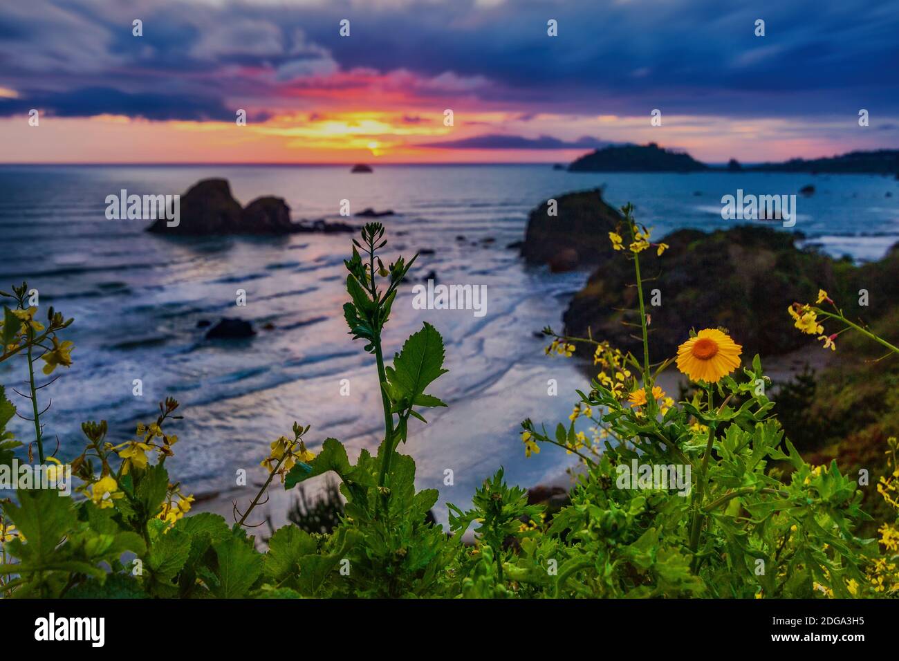 Kalifornien Sonnenuntergang mit Wildblumen, Nordkalifornien, USA Stockfoto