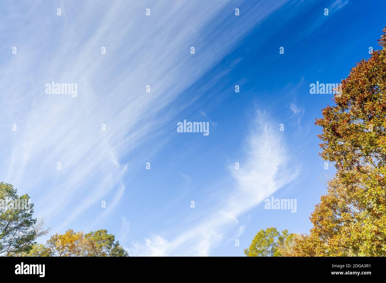 Herbstblätter Gegen Einen Herbstlichen Blauen Himmel Stockfoto