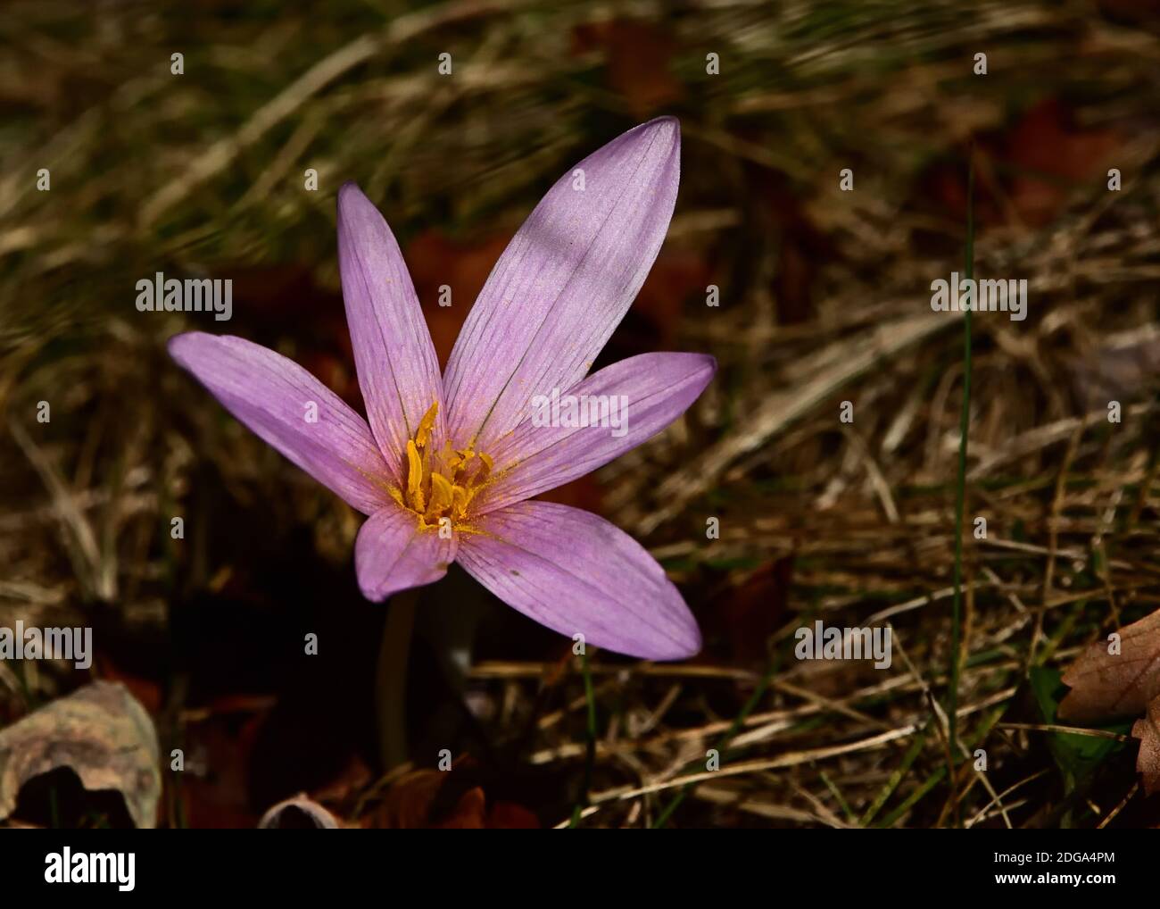 Isoliertes Exemplar der Colchicum autumnale Blume, einer giftigen Blume, die im Unterholz geboren wird. Stockfoto