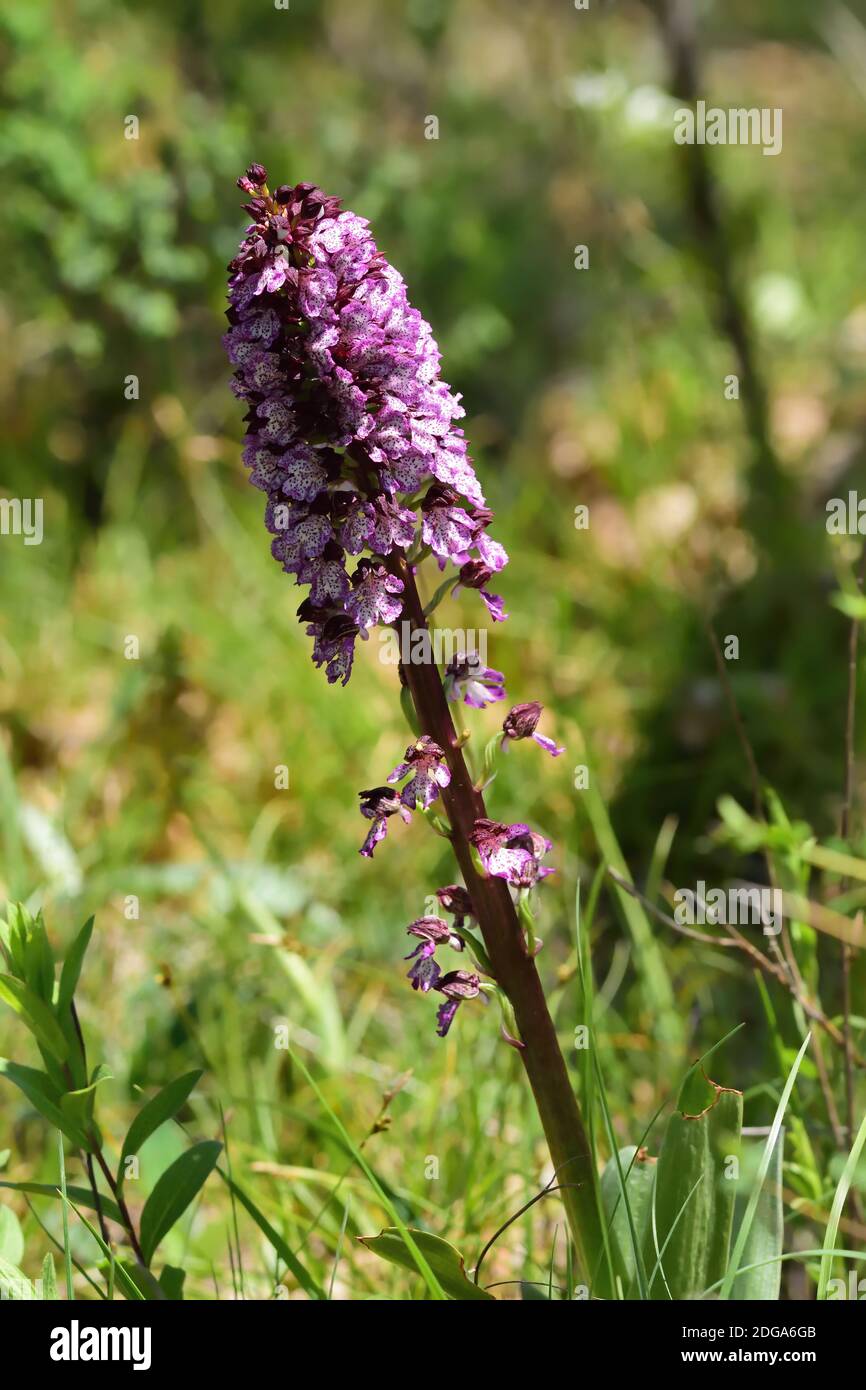 Isolierte Wildorchidee der Art Orchis purpurea, auch bekannt als Dame Orchidee, auf einem natürlichen grünen Hintergrund des Rasens. Stockfoto