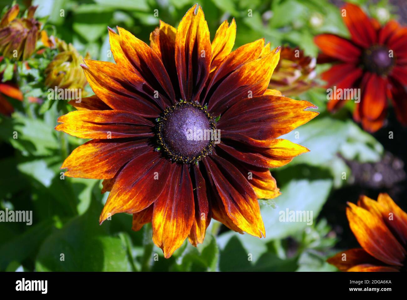 Bronze/Braun Rudbeckia hirta, 'Autumn Colors' Black-Eyed Susan, Coneflower in einer Grenze bei RHS Garden Harlow Carr, Harrogate, Yorkshire, England angebaut. Stockfoto