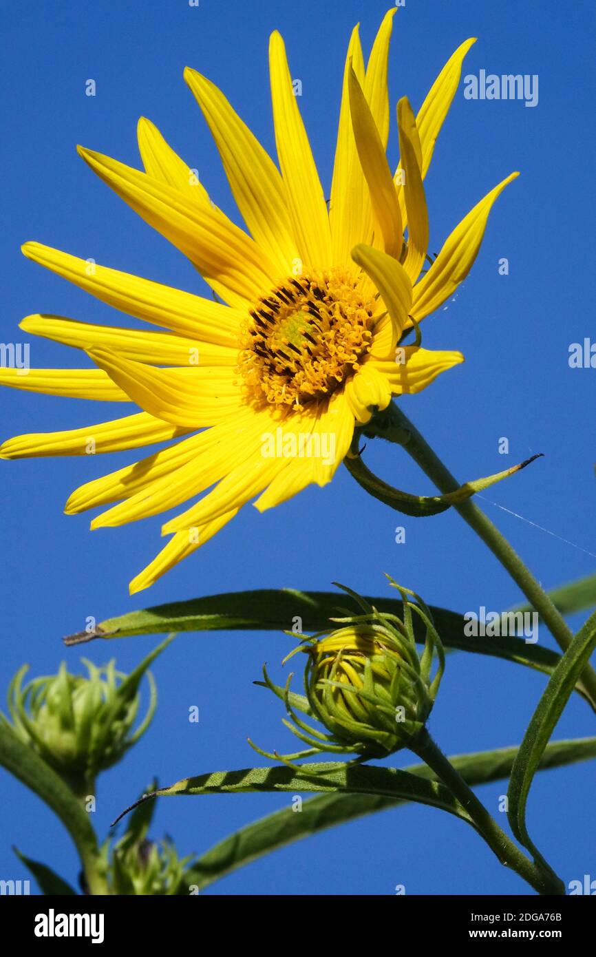 Sägezahn Sonnenblume Helianthus grosseserratus Stockfoto