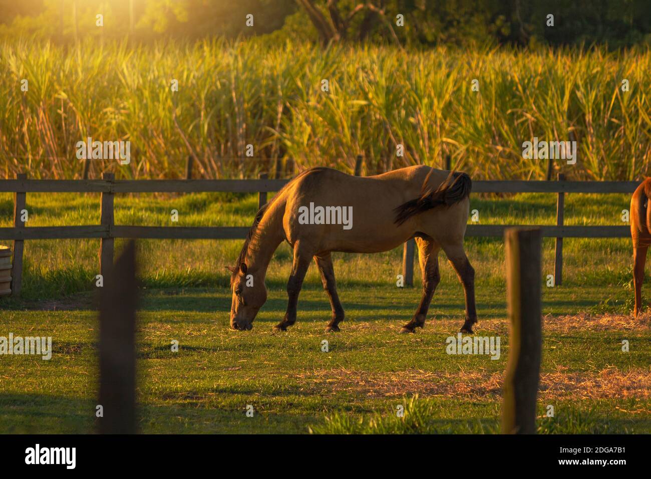 Pferde in der Farm Wiese grasen auf Sonnenuntergang ländliche Landschaft Stockfoto
