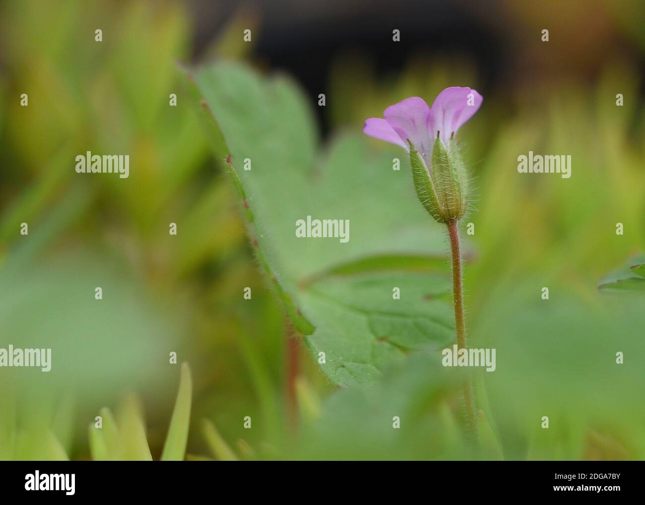 Makroaufnahme einer Wildblume der Art Geranium rotundifolium, mit mikroskopischen Abmessungen, die nicht mehr als einen halben Zentimeter. Stockfoto