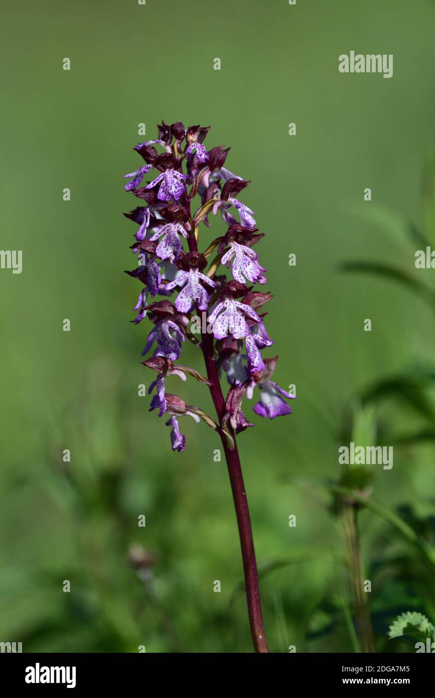 Isolierte Wildorchidee der Art Orchis purpurea, auch bekannt als Dame Orchidee, auf einem natürlichen grünen Hintergrund des Rasens. Stockfoto