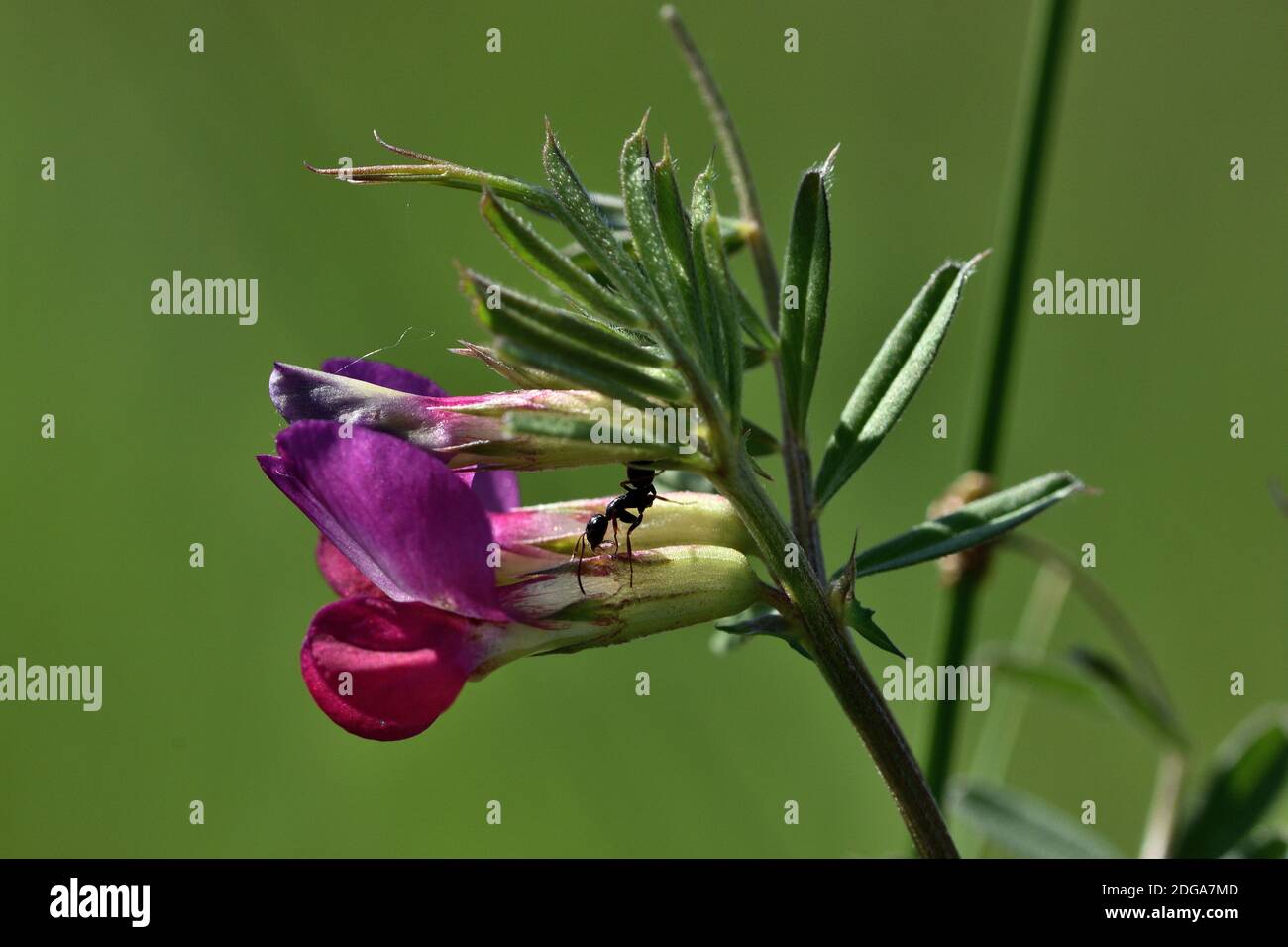 Isolierte violette Blume von Vicia sativa, auch genannt gewöhnlicher Vetch, Gartenvetch, Tare oder einfach Vetch, mit einer Ameise auf der Oberseite. Stockfoto