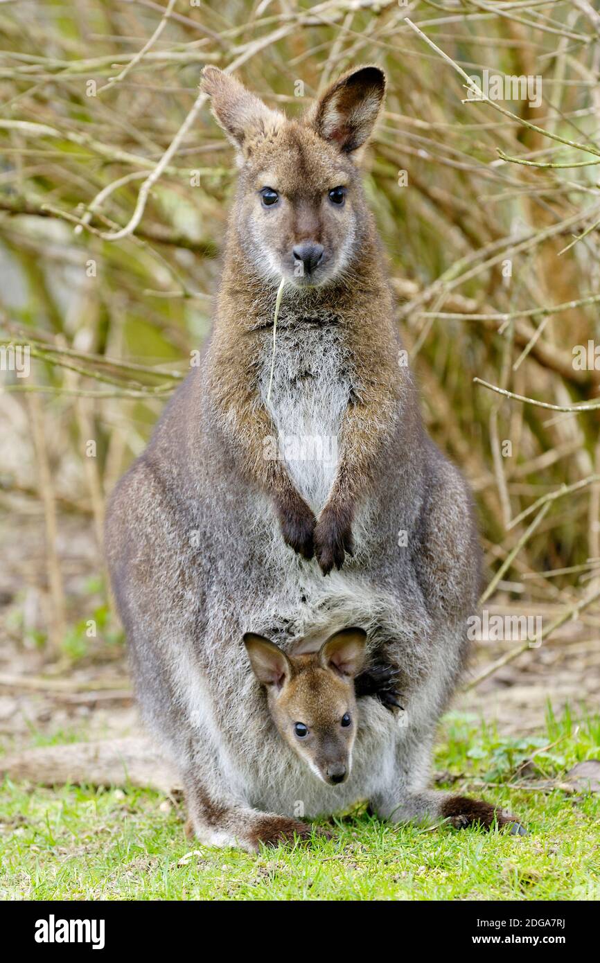 Bennett-Känguruh (Wallabia rufograsea), Stockfoto