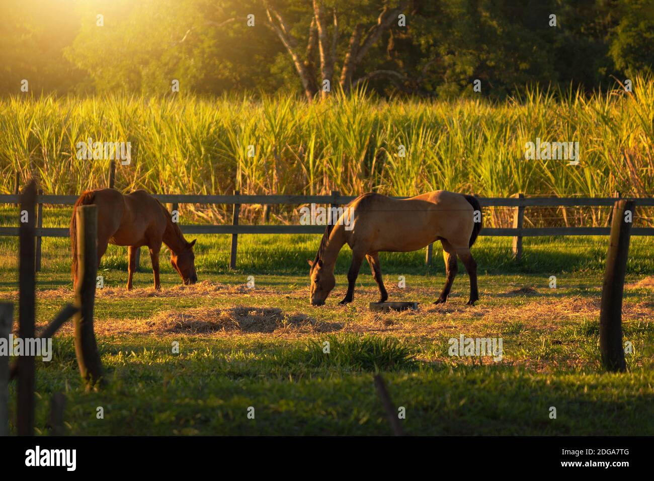 Pferde in der Farm Wiese grasen auf Sonnenuntergang ländliche Landschaft Stockfoto