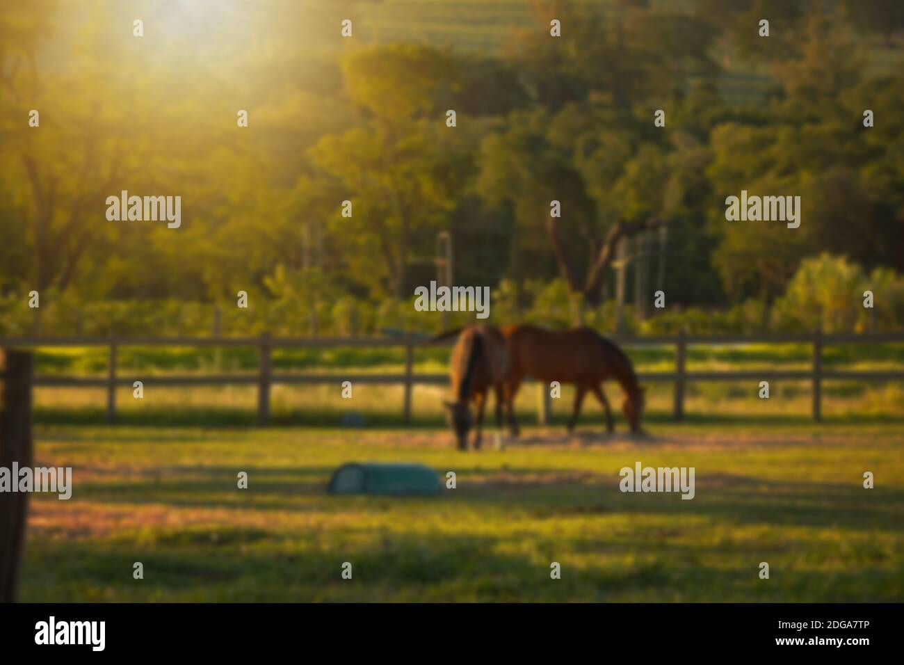 Ländliche Unschärfe Hintergrund mit Tieren und Sonnenuntergang. Bild „Farm Concept“. Stockfoto