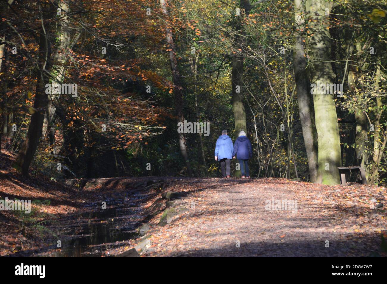 Mann und Frau gehen auf einem Fußweg zwischen einem Graben und Ellar Beck in Skipton Woods, Skipton, North Yorkshire, England, Großbritannien. Stockfoto