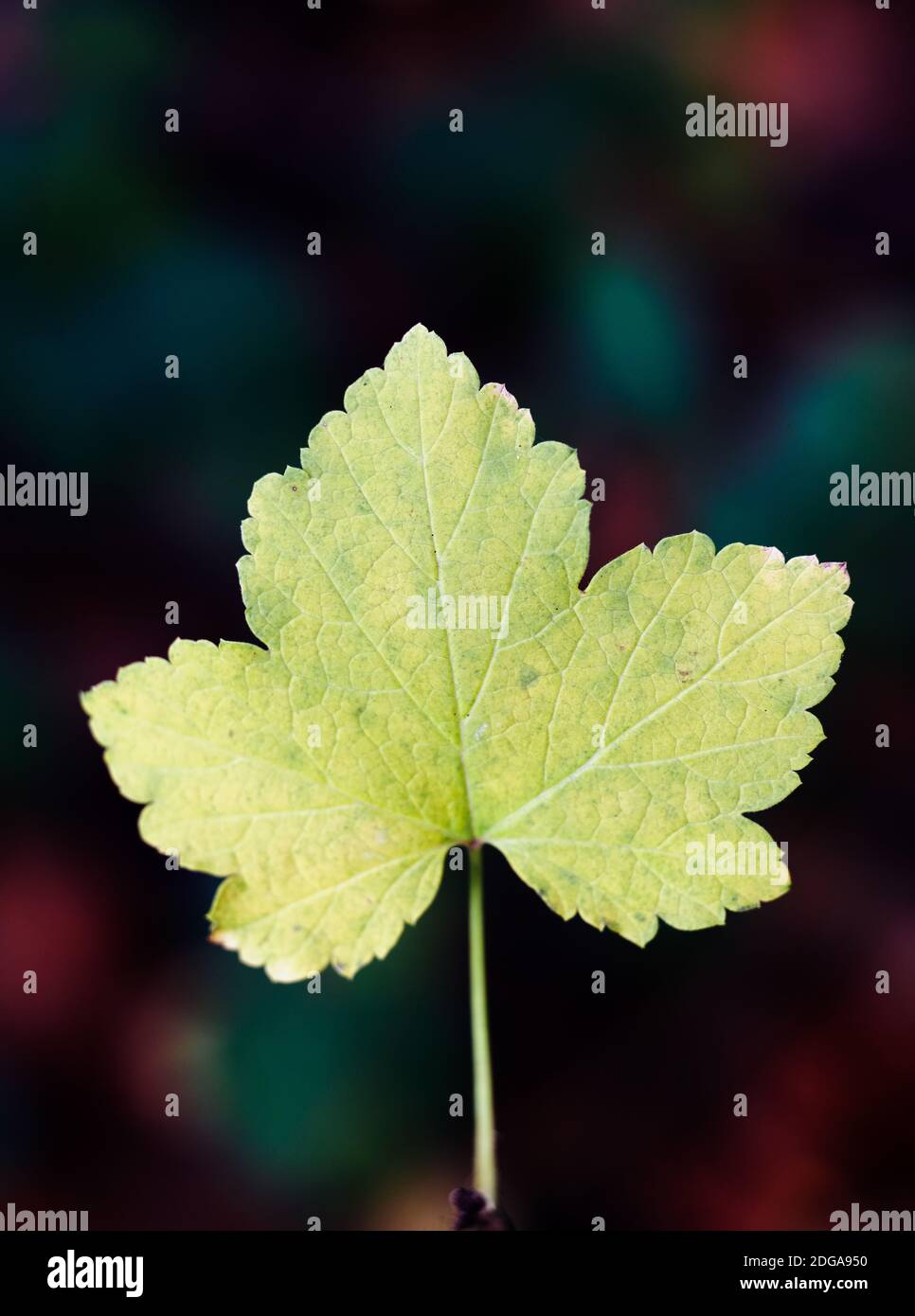 Ein noch angeschlossener Herbst einfache Blattform mit verblassendem Grün Farbe durch Senkung der Chlorophyllspiegel - Zersetzungsrate von Chlorophyll Stockfoto
