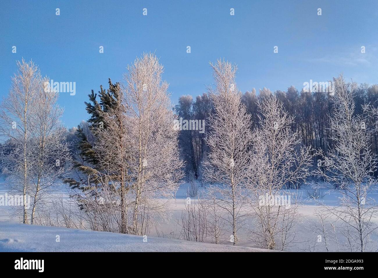 Winterwaldlandschaft. Stockfoto