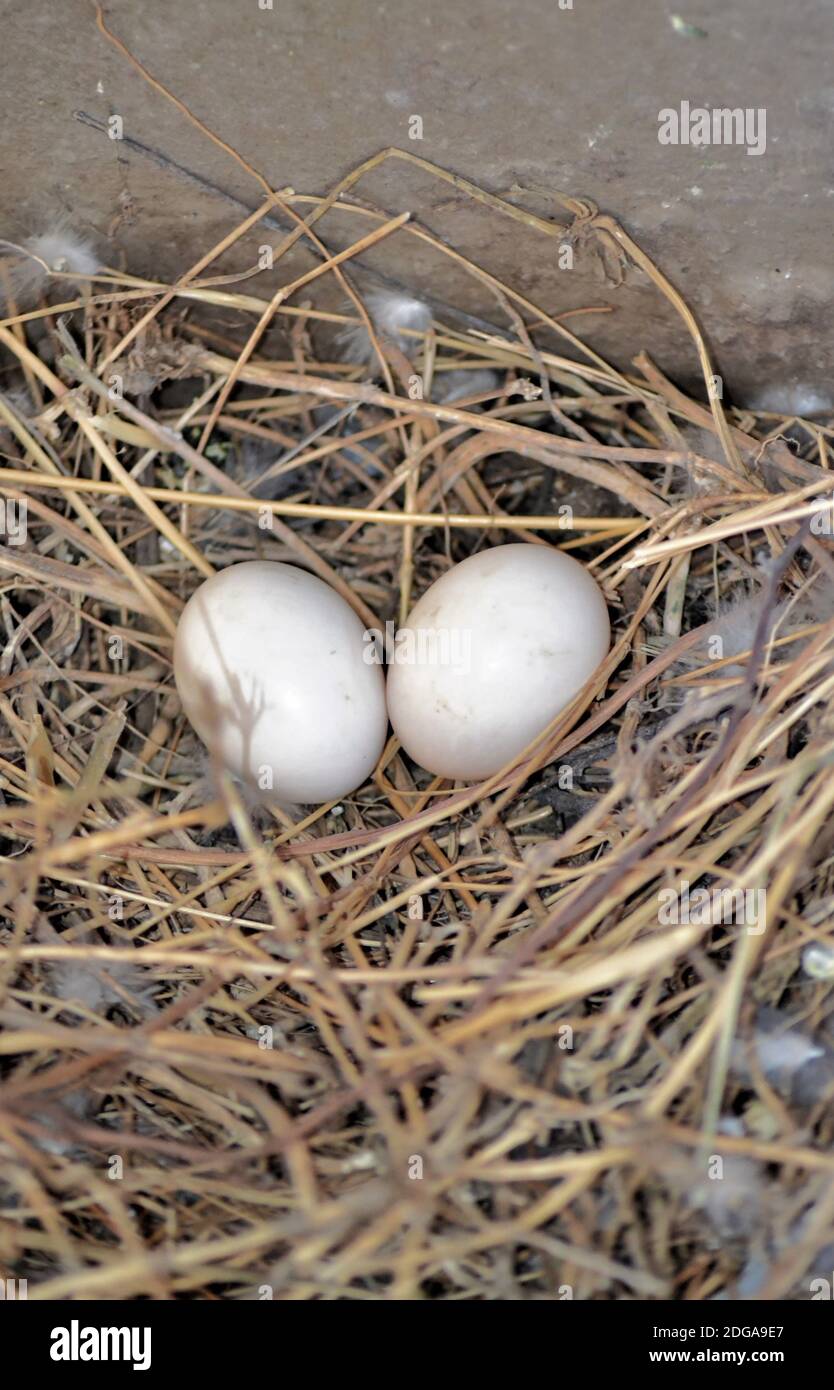 Zwei Taubeneier im Nest/Indien Stockfoto