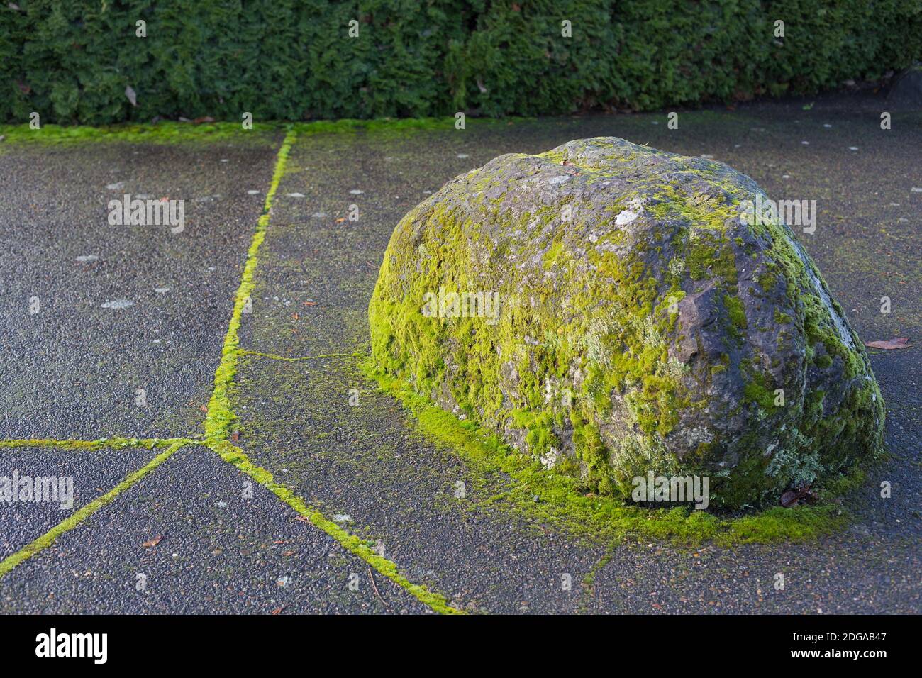 Ein moosiger Felsen auf einem moosigen Gehweg neben einer Hecke, im Oregon Garden in Silverton, OR. Stockfoto