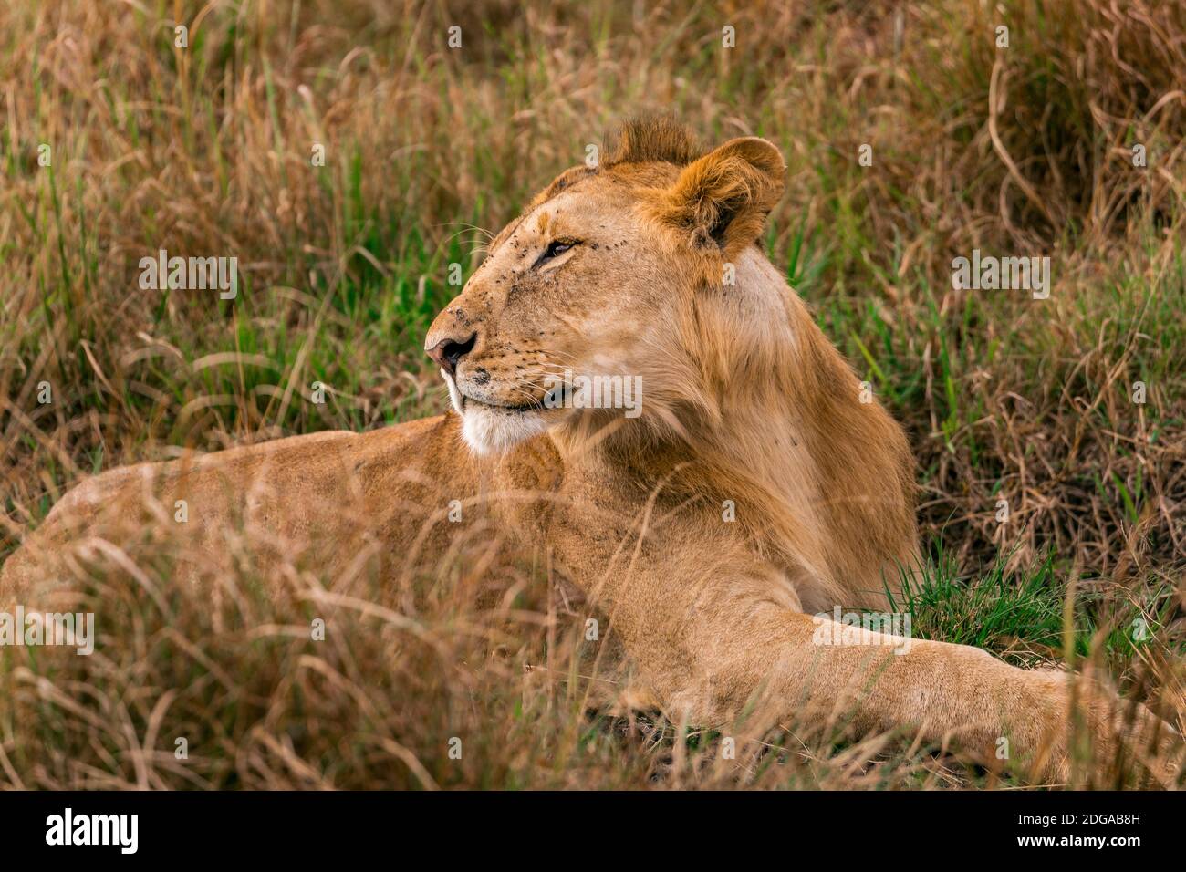 Wildtiere Im Maasai Mara National Reserve Park Im Narok County, Kenia Stockfoto