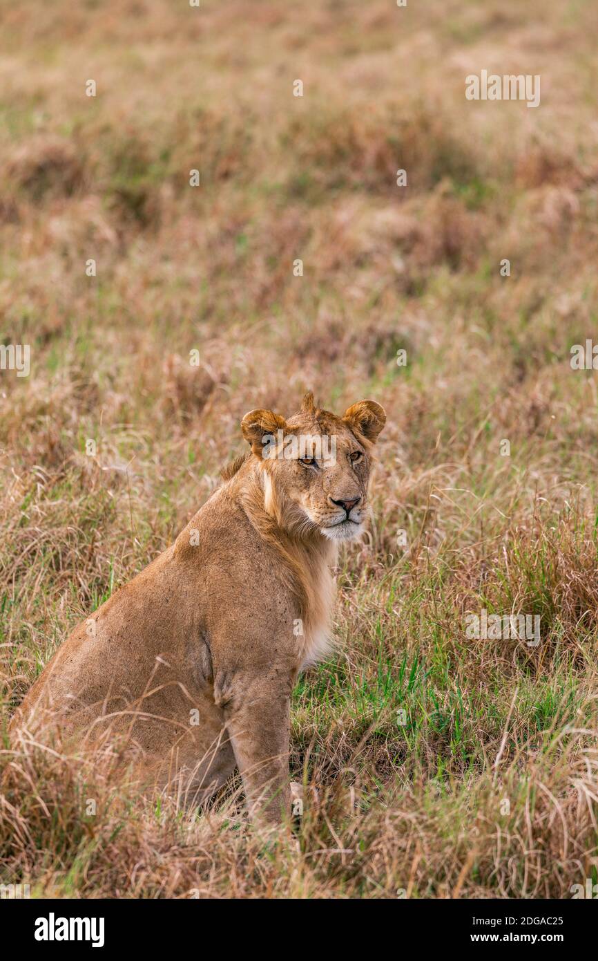 Wildtiere Im Maasai Mara National Reserve Park Im Narok County, Kenia Stockfoto