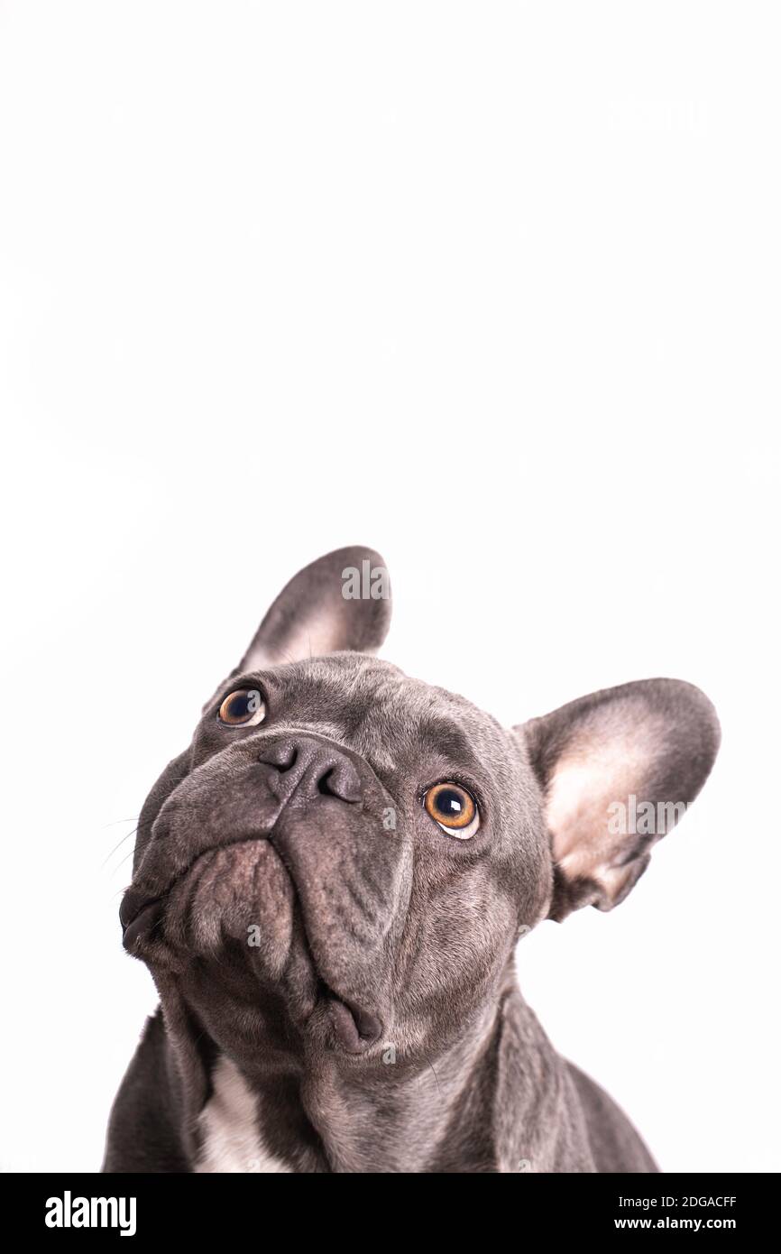 Grau französisch Bulldogge Blick auf mit weißem Hintergrund Stockfoto