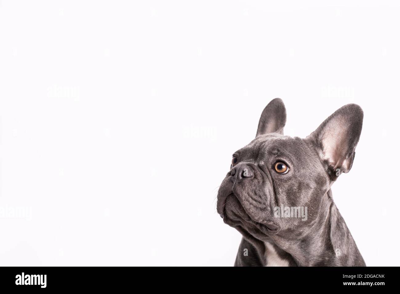 Grau französisch Bulldogge aufpassen mit weißem Hintergrund Stockfoto