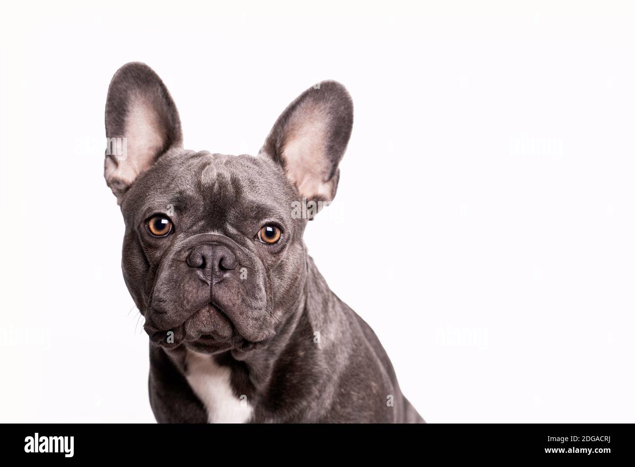 Liebenswert grau französisch Bulldogge mit großen Ohren Porträt mit weiß  Hintergrund Stockfotografie - Alamy