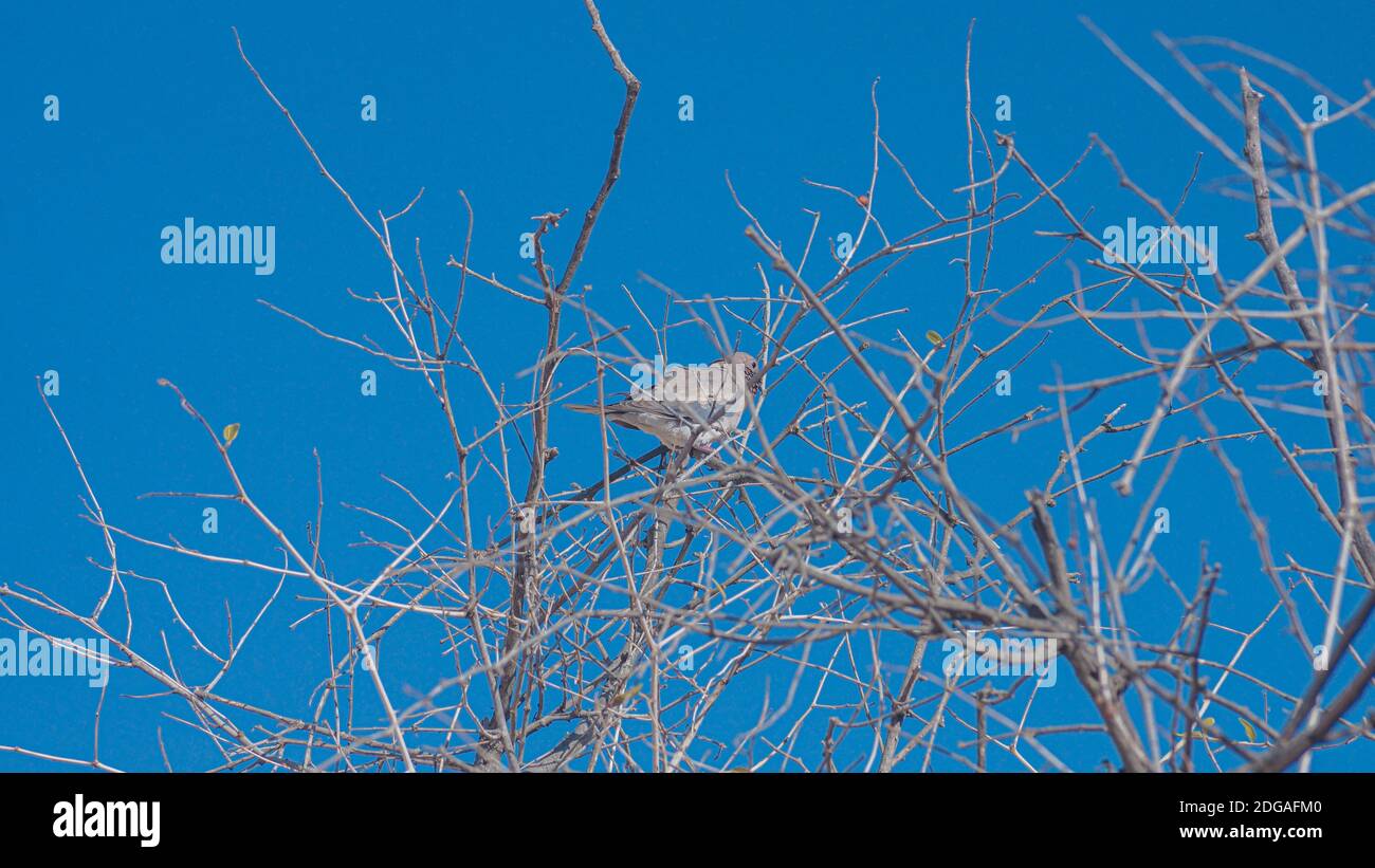 Vogel, der auf dem trockenen Ast eines Baumes sitzt Stockfoto