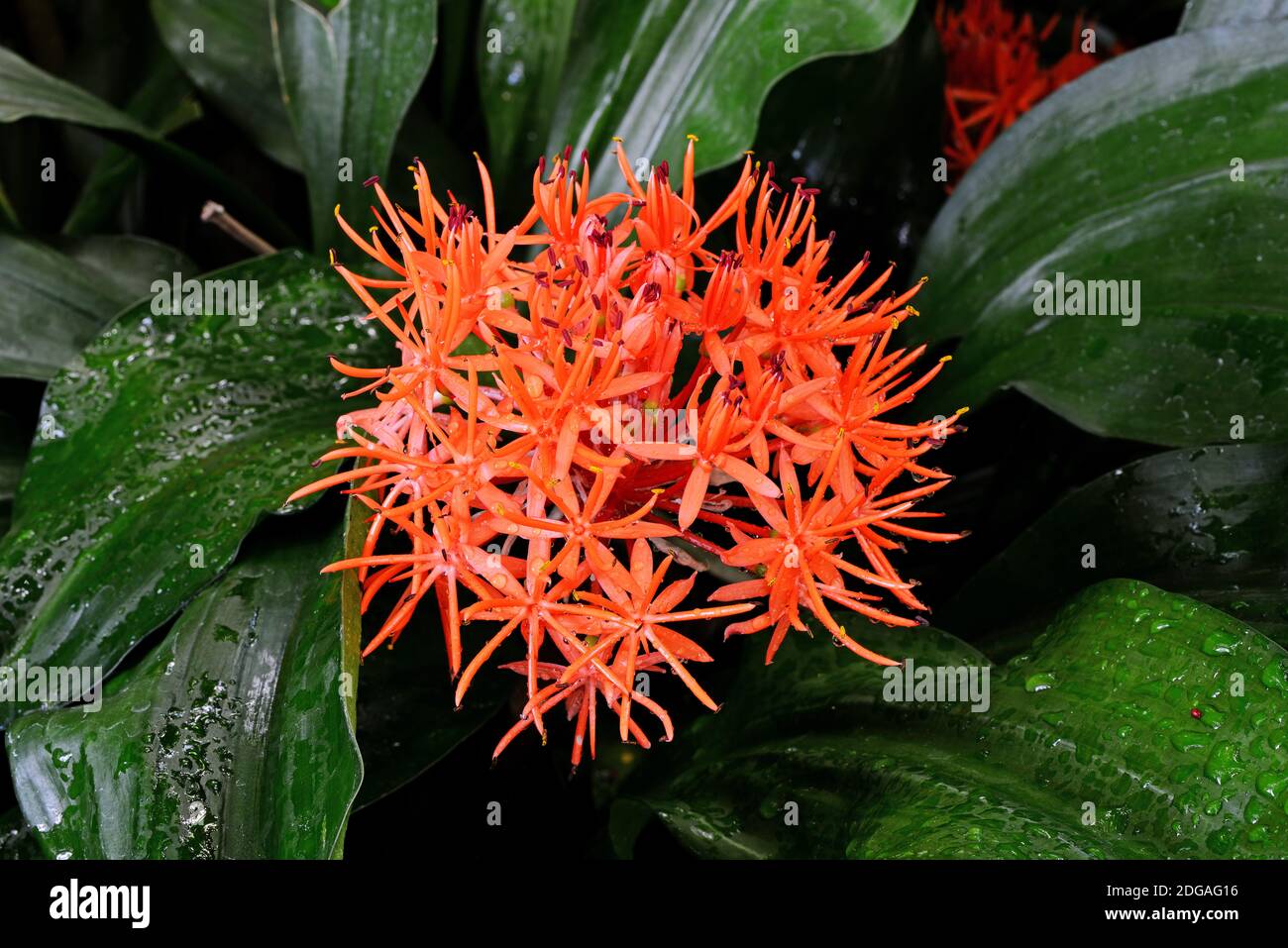 Roter Scadoxus (Scadoxus cinnabarinus) Vorkommen Afrika Stockfoto