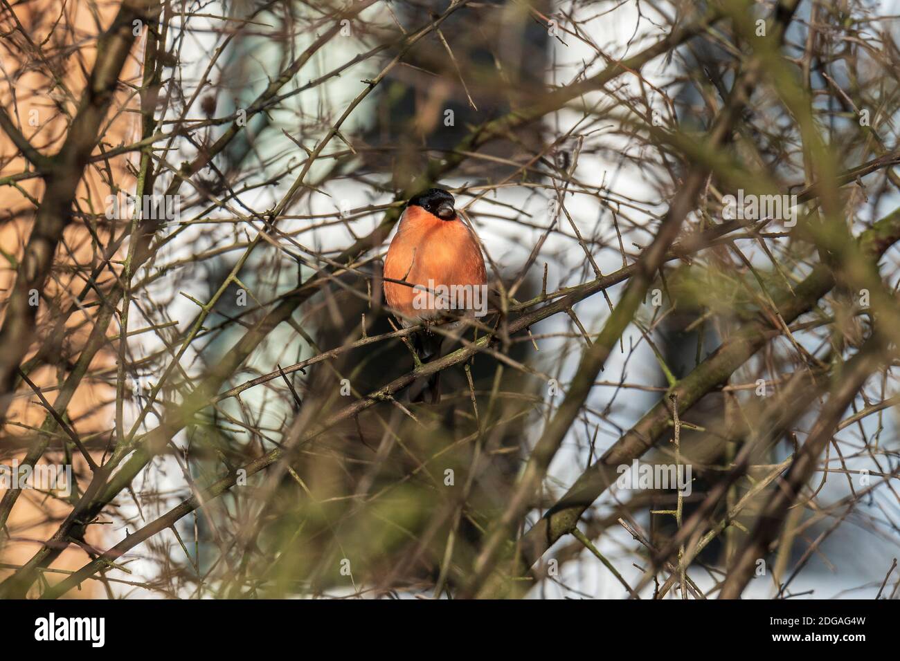 Der Eurasische Gimpel, gewöhnlicher Gimpel oder Gimpel in den Ästen eines Baumes. Ein kleiner Singvogel in der Familie der Finken. Stockfoto