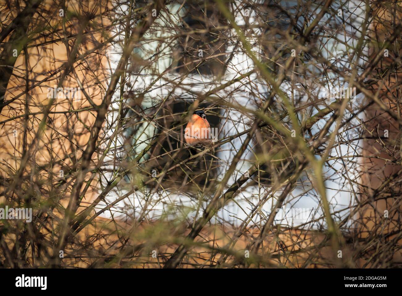Der Eurasische Gimpel, gewöhnlicher Gimpel oder Gimpel in den Ästen eines Baumes. Ein kleiner Singvogel in der Familie der Finken. Stockfoto