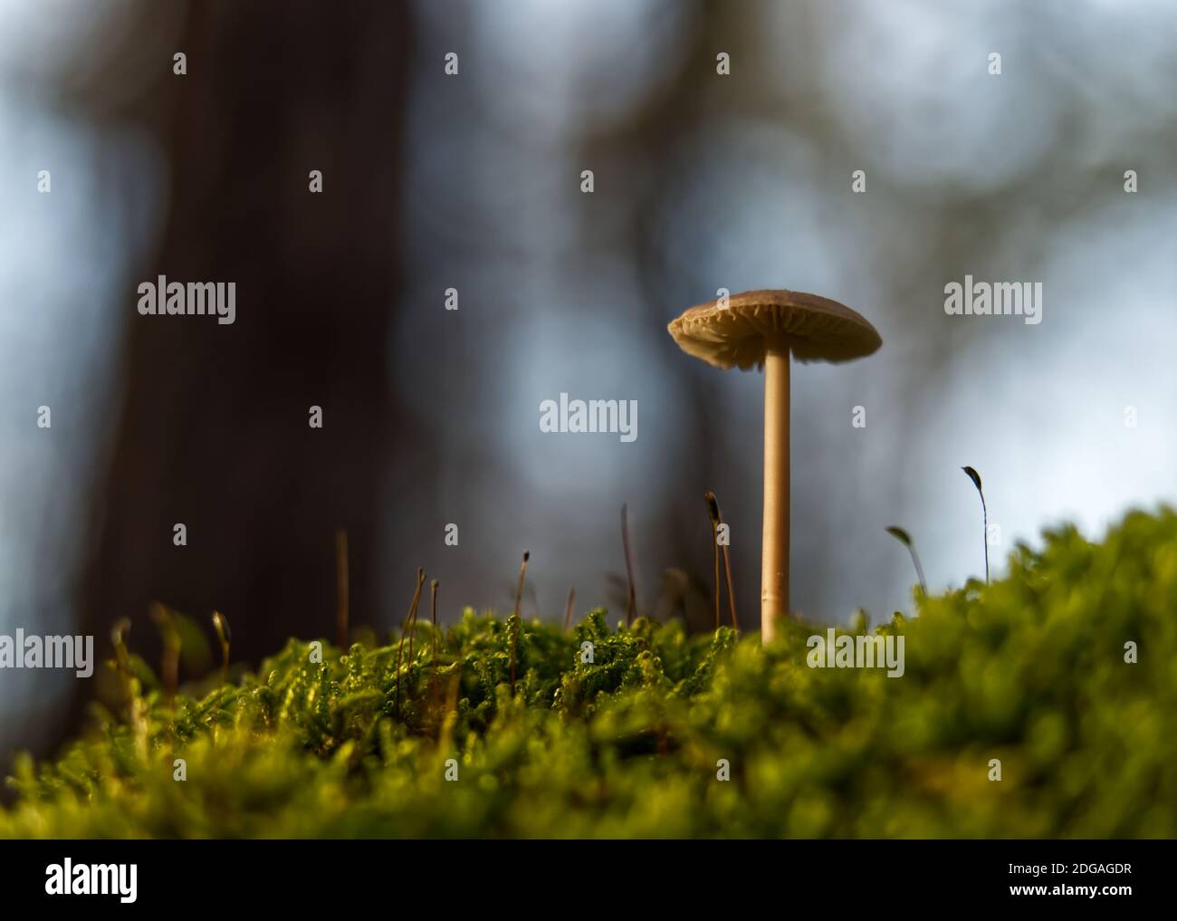 Pilze im Herbst in jena Boden- und Seitenperspektive Stockfoto