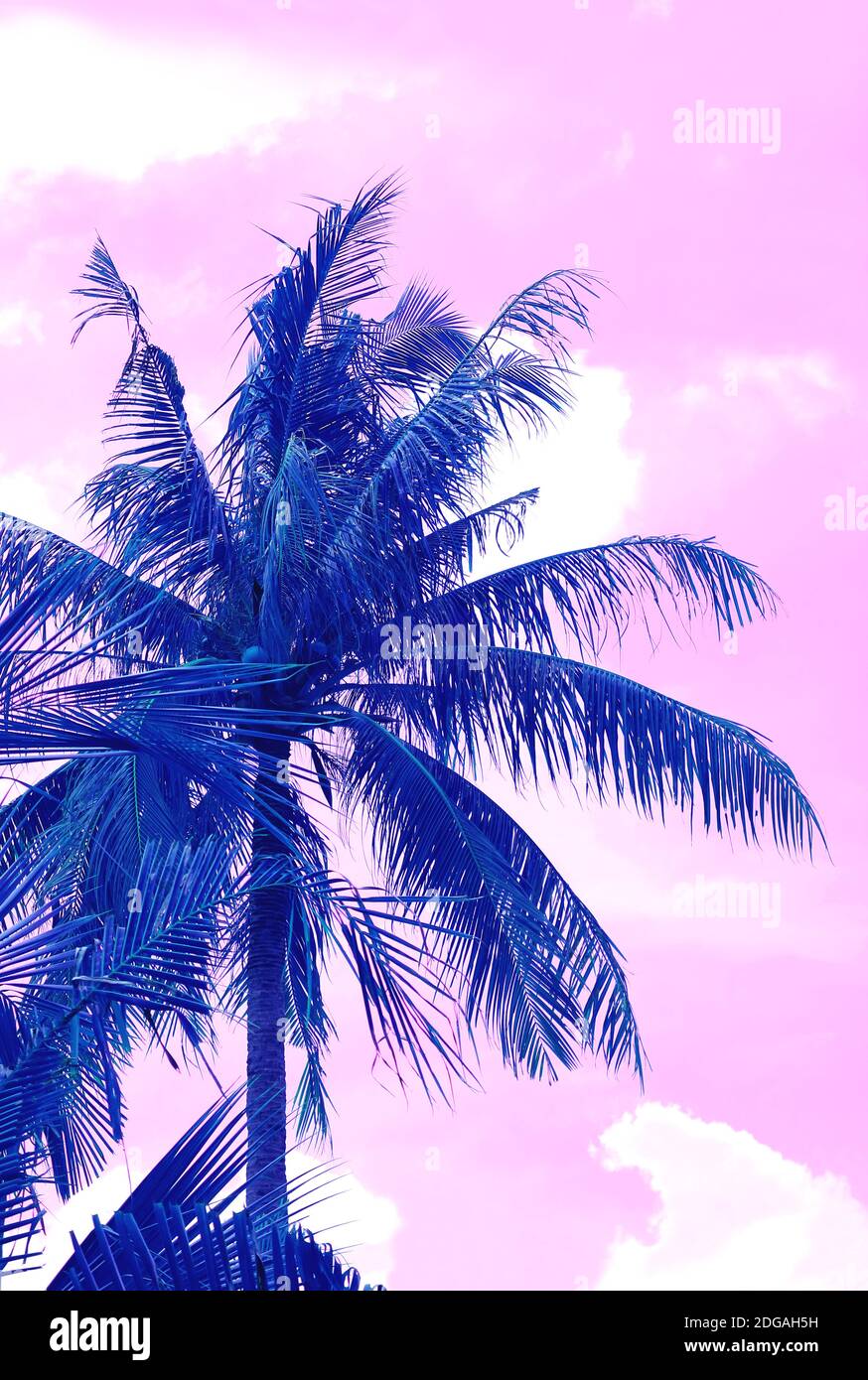 Vertikales Bild des abstrakten surrealen Pop Art Stil Kobaltblau Palme auf Pastell Pink Sky Stockfoto