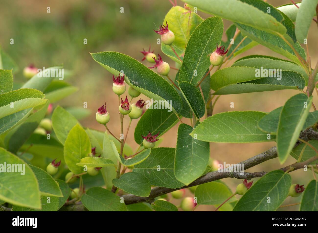 Dienstbeere, Schattenbusch, Jungbeere, verschneite mespilus (Amelanchier lamarkii) junge grüne Beeren mit rotem Kelch, Berkshire, Juni. Stockfoto