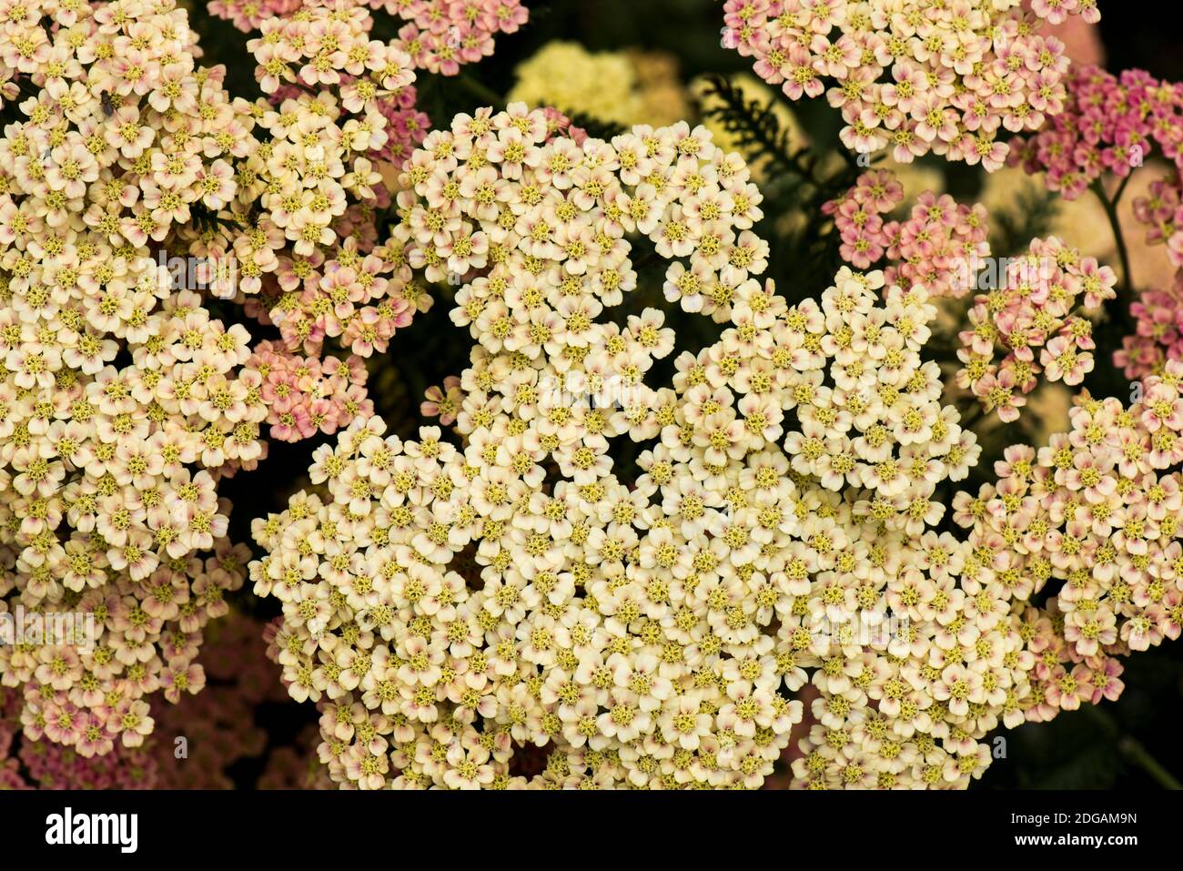 Dekorative rosa, hellgelbe und cremefarbene Blüten von Achillea millefolium, einer mehrjährigen krautigen Gartenpflanze, Berkshire, Juli Stockfoto