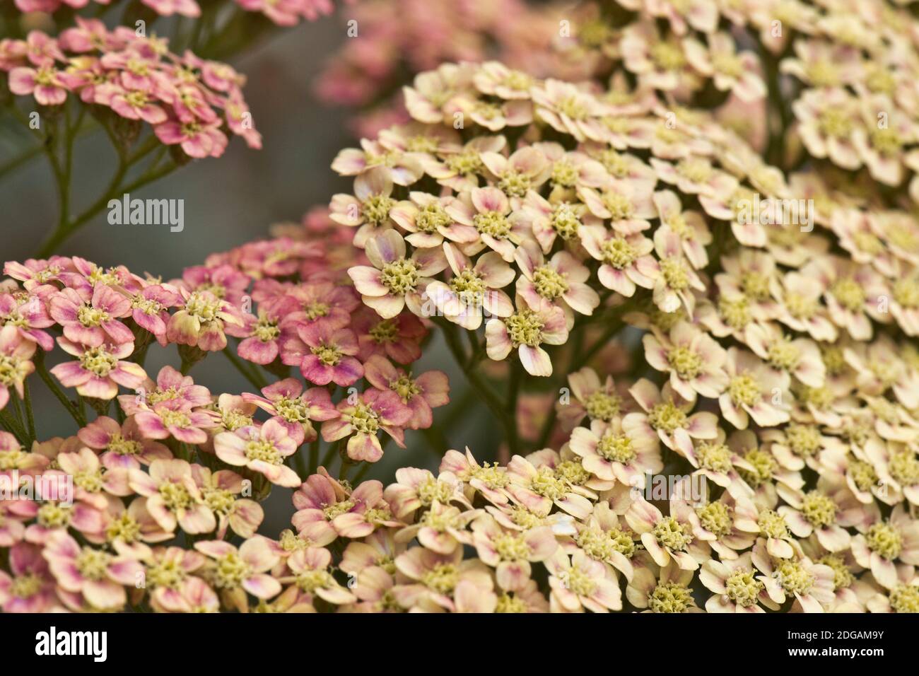 Dekorative rosa, hellgelbe und cremefarbene Blüten von Achillea millefolium, einer mehrjährigen krautigen Gartenpflanze, Berkshire, Juli Stockfoto