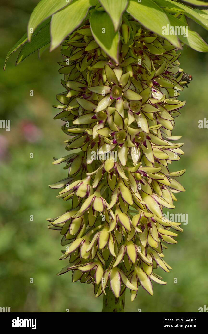 Ananaslilie (Eucomis bicolor) Raceme von grünen Blüten mit violetten Rändern zu den Blütenblättern Und gekrönt von lila kantigen Blatt-wie Bracts Stockfoto