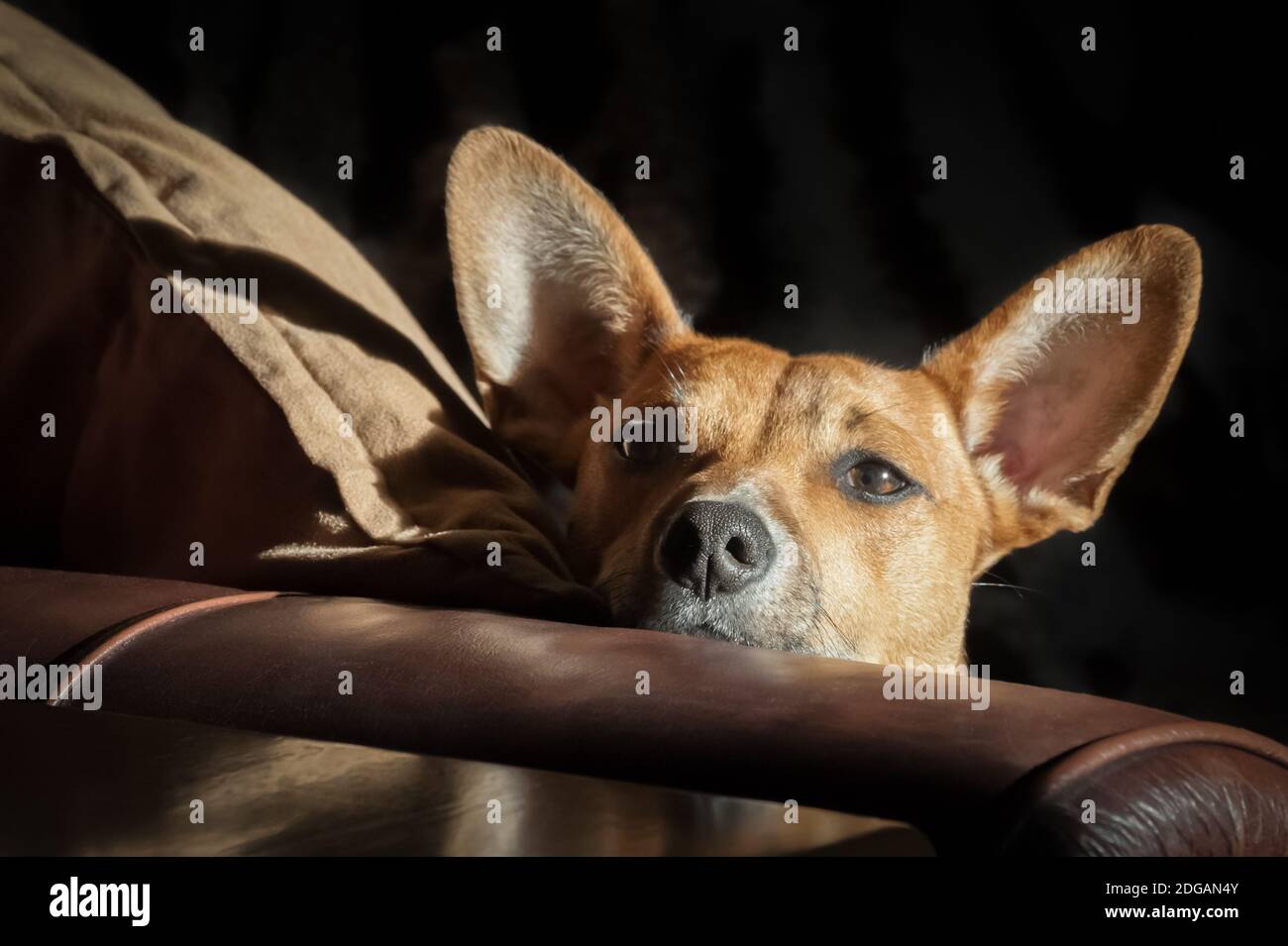 Hund mit großen Ohren auf einem Ledersofa im Sonnenlicht Stockfoto