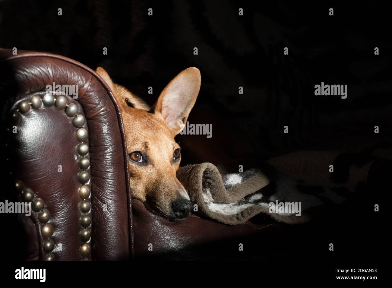 Weitäugiger Hund mit großen Ohren auf einem Ledersofa mit Kopierbereich Stockfoto