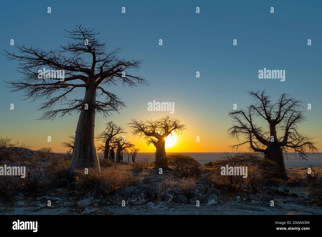 Sonnenaufgang bei Baobab-Bäumen auf Kubu Island Stockfoto