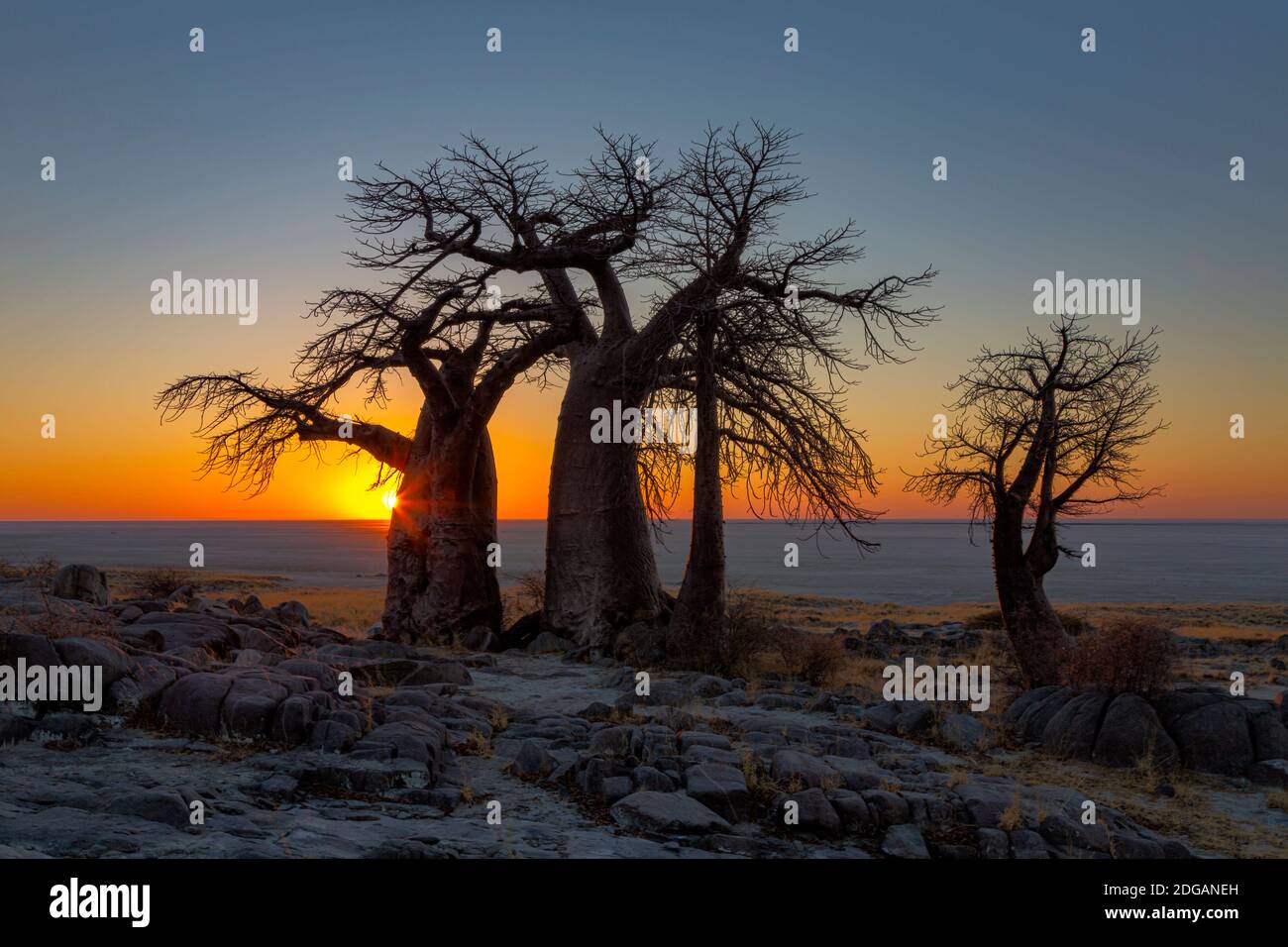 Sonnenaufgang über Sua Pan hinter den Baobabs auf Kubu Island Stockfoto