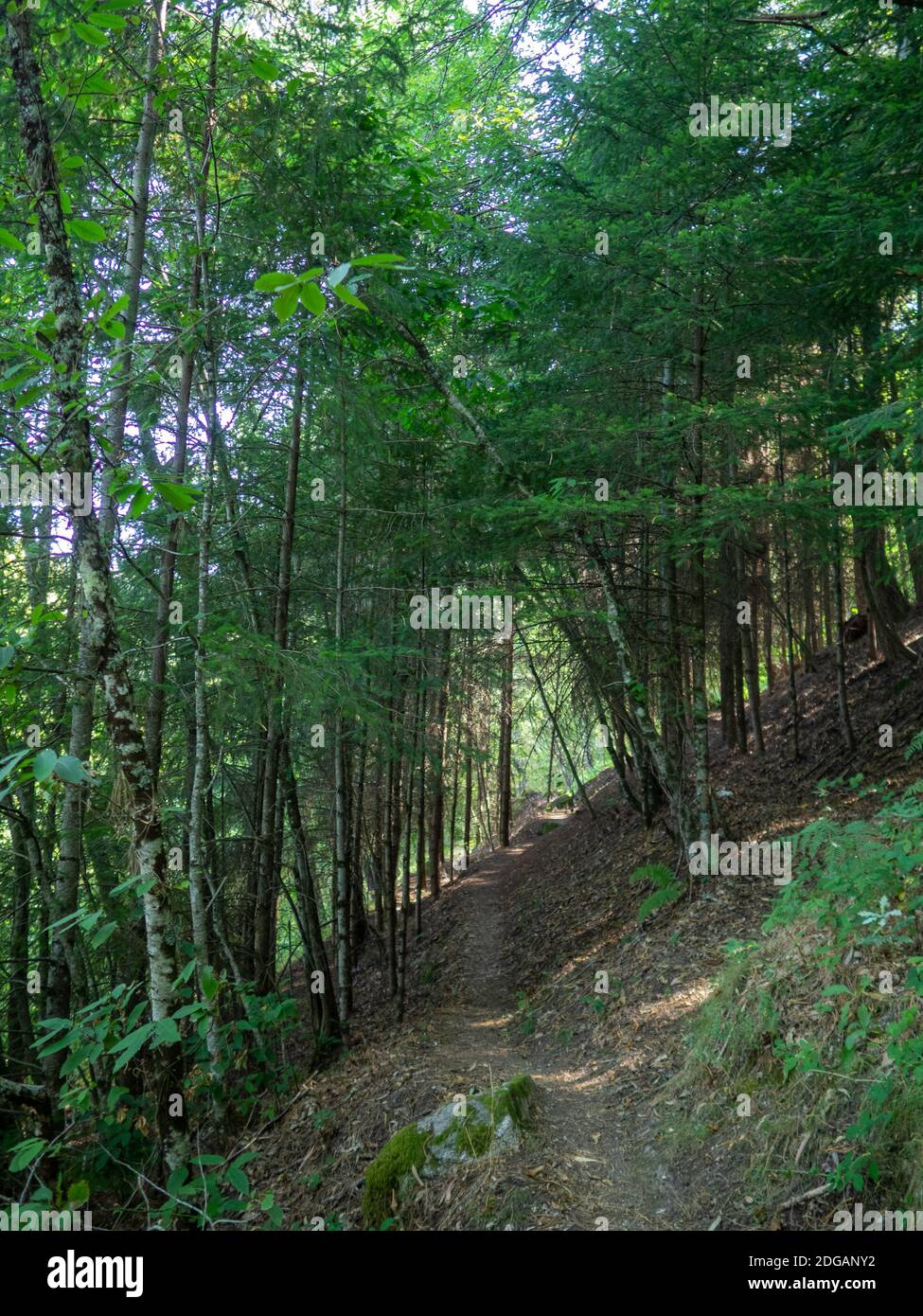 Die PR10 sei Wanderroute zwischen dem Wald in Serra Da Estrela, Portugal Stockfoto
