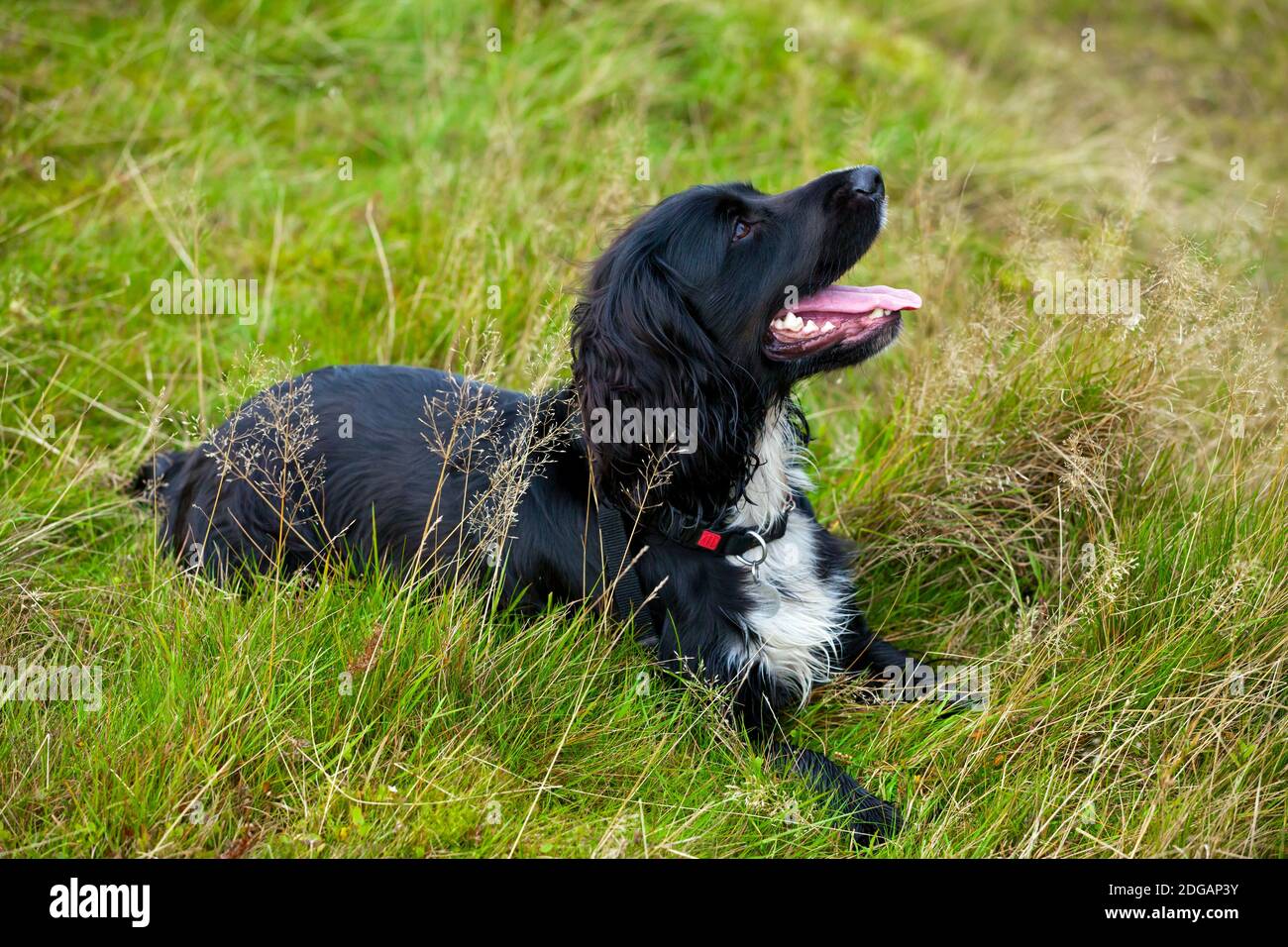 Arbeitender Cocker Spaniel Hund mit schwarzen Haaren und weißer Brust, die im Gras liegt und mit wachem Ausdruck auf seinem Gesicht aufschaut. Stockfoto