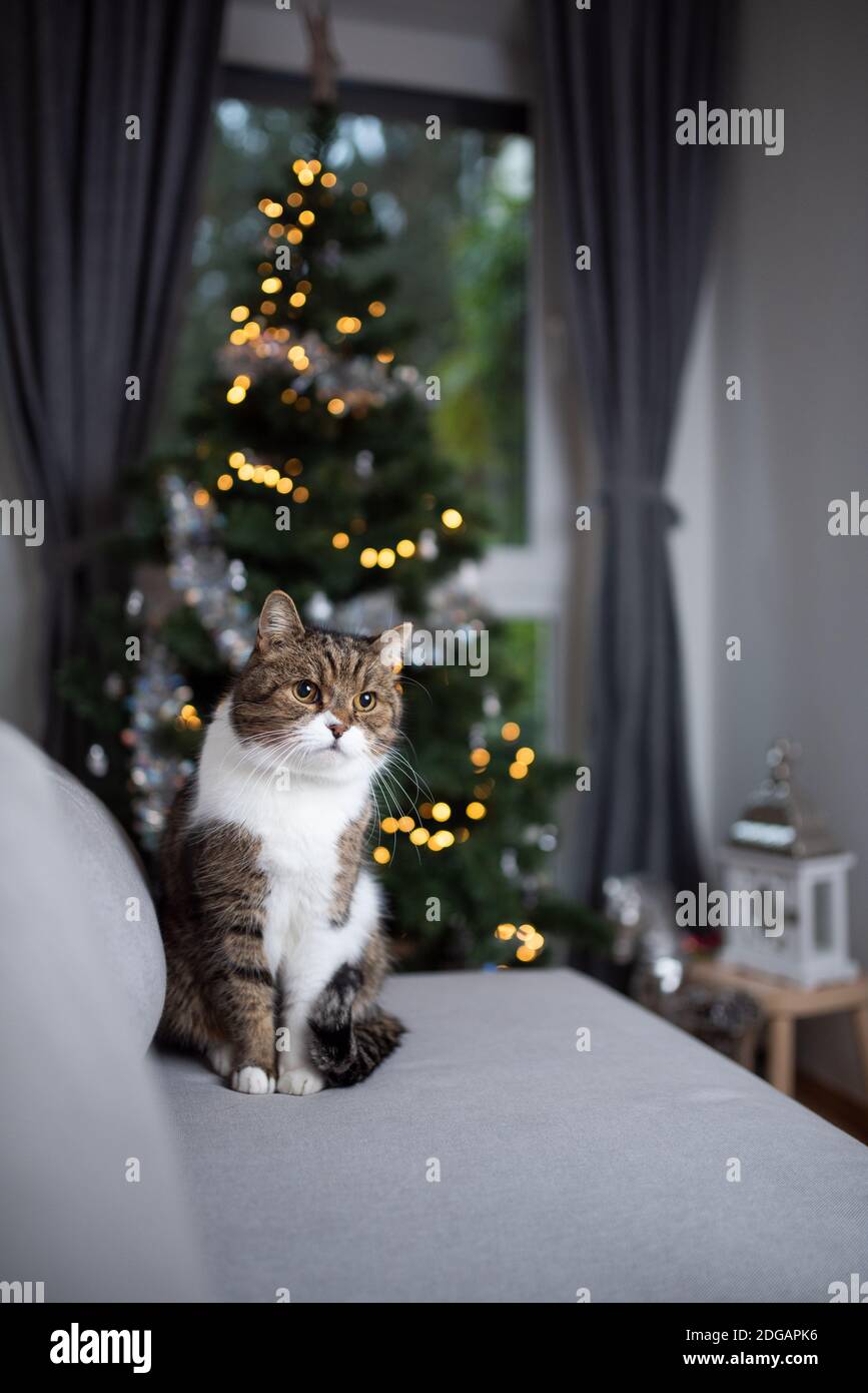 Porträt einer niedlichen Tabby weißen britischen Kurzhaarkatze auf der Couch vor dem weihnachtsbaum mit Bokeh-Lichtern im Hintergrund Stockfoto