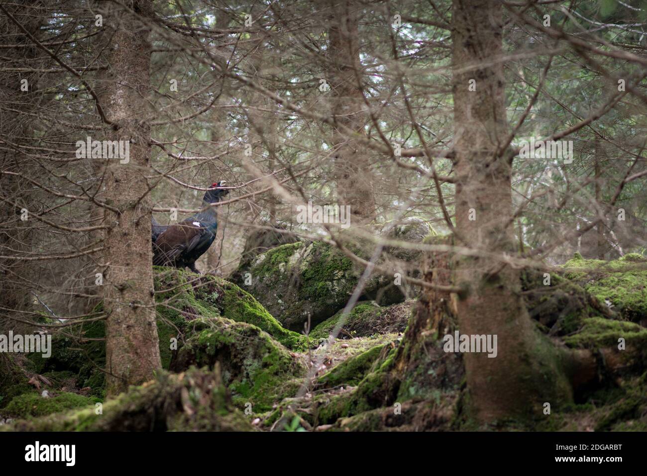 Ein Auerhahn im Wald unterhalb des Großen Riesenkopfes bei Flintsbach, Bayern, Deutschland Stockfoto