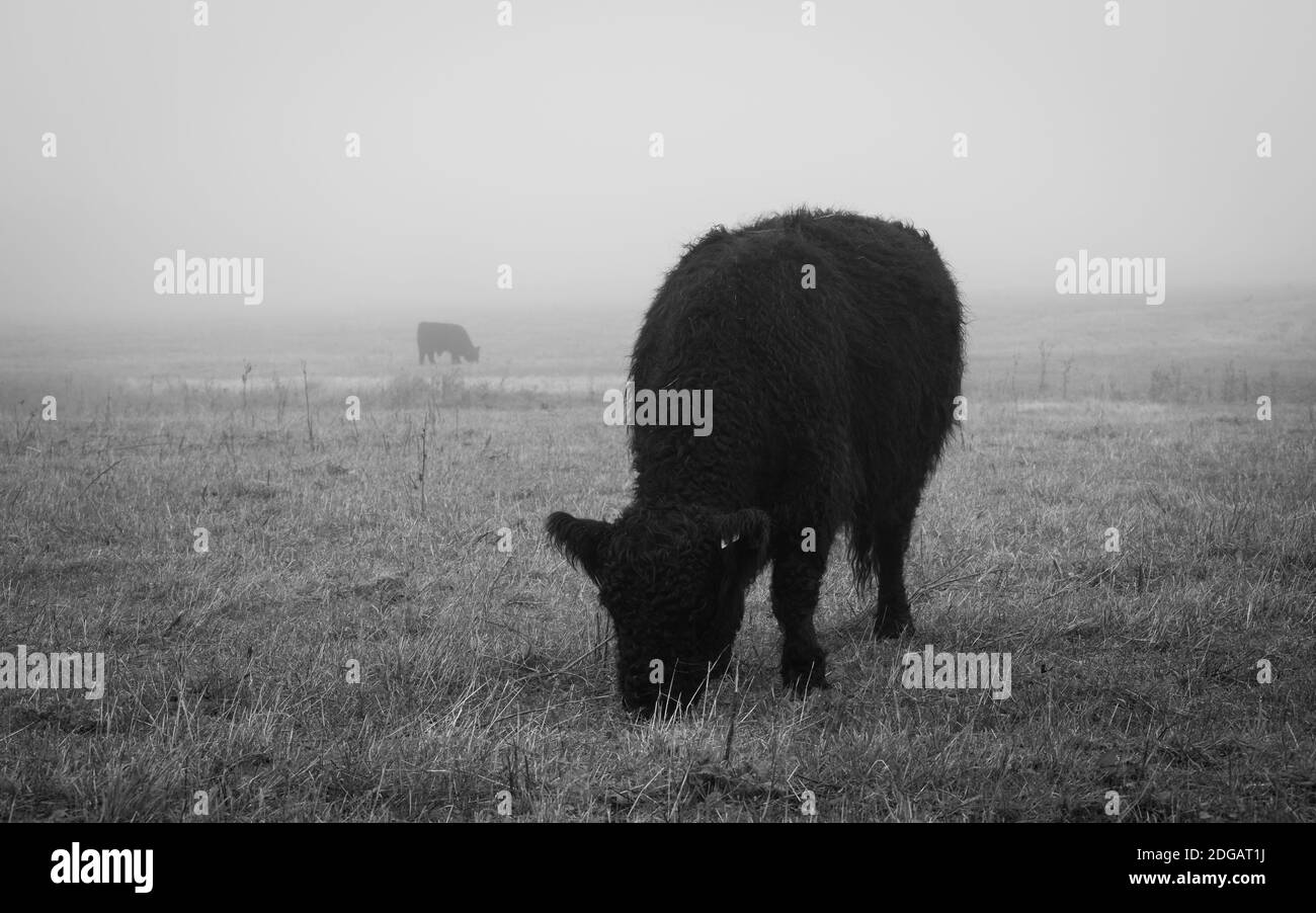 Spead out Galloway Kühe essen das frische Gras auf einem Grauer und nebliger Morgen in Südschweden Stockfoto