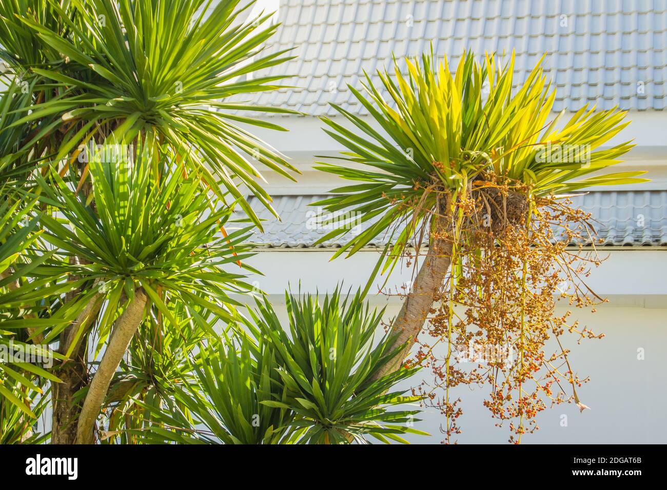 dracena lemon Medium Dracaena Lemon Lime Cane  Dahing Plants