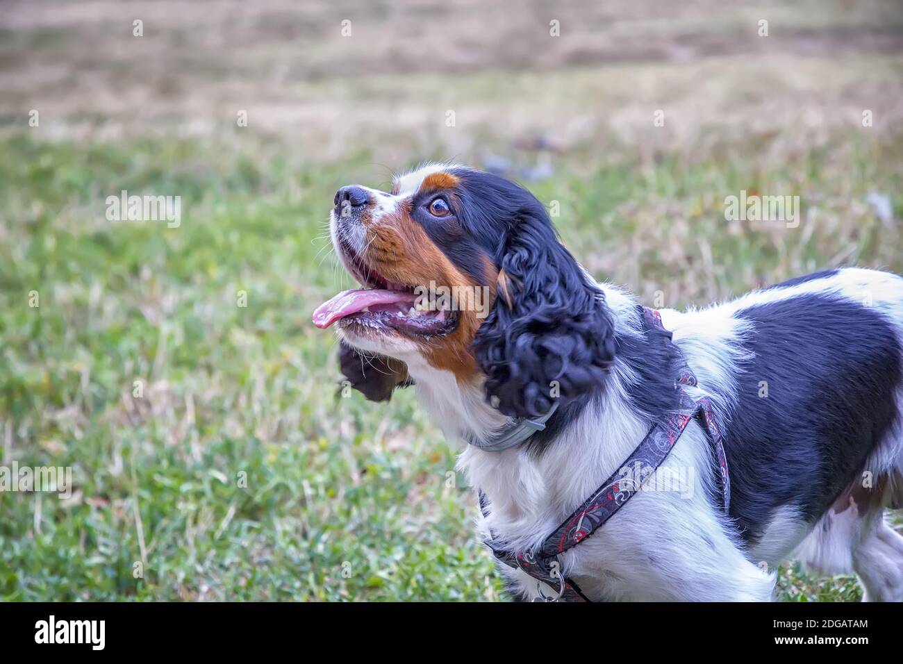 Hunderasse Stockfoto