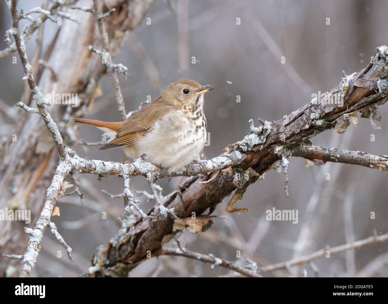 Ottawa, Kanada. Dezember 2020. Ein Einsiedler-Thrush, lateinischer Catharus guttatus, macht einen seltenen Besuch im Fletcher Wildpark in der Hauptstadt des Landes als Schnee beginnt zu fallen und die Temperatur bleibt unter dem Gefrierpunkt. Der Vogel überwintert weiter nördlich als andere Drosseln, ist aber immer noch ein seltener Besucher in der Gegend. Kredit: Meanderingemu/Alamy Live Nachrichten Stockfoto
