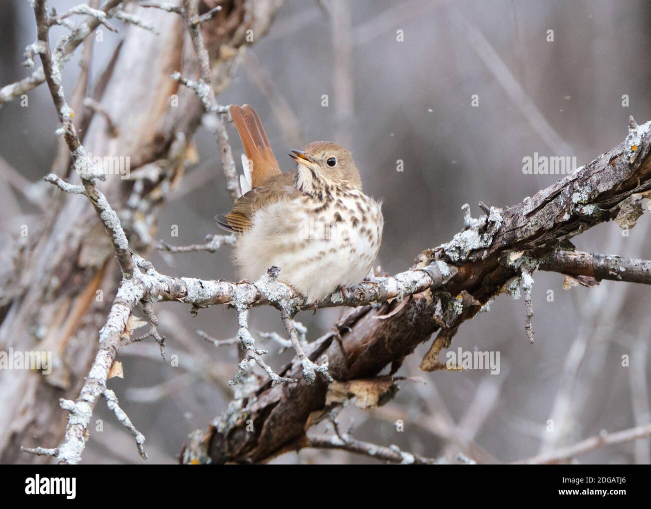 Ottawa, Kanada. Dezember 2020. Ein Einsiedler-Thrush, lateinischer Catharus guttatus, macht einen seltenen Besuch im Fletcher Wildpark in der Hauptstadt des Landes als Schnee beginnt zu fallen und die Temperatur bleibt unter dem Gefrierpunkt. Der Vogel überwintert weiter nördlich als andere Drosseln, ist aber immer noch ein seltener Besucher in der Gegend. Kredit: Meanderingemu/Alamy Live Nachrichten Stockfoto