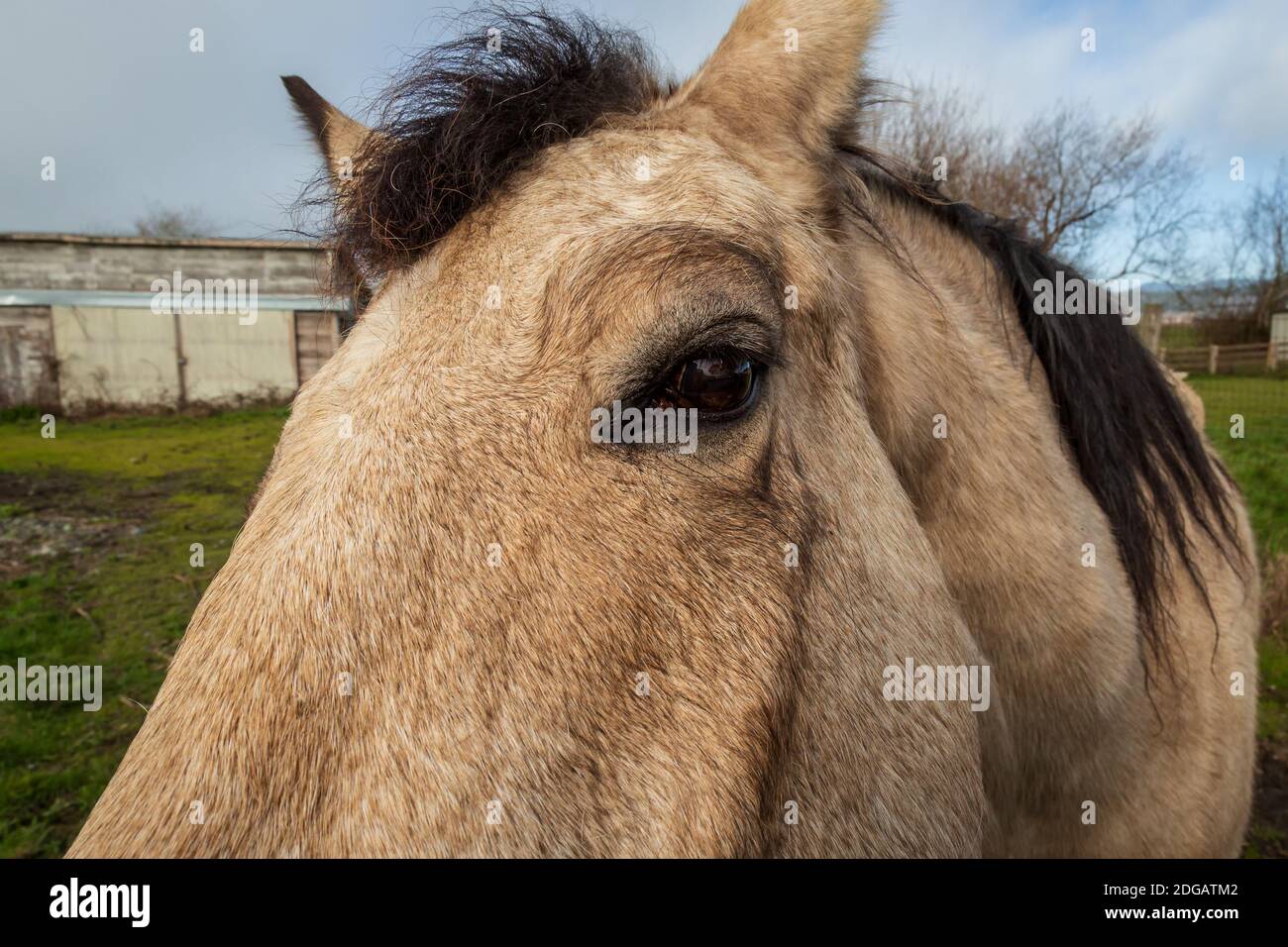 Ein freundliches Pferd auf seiner Scheune, Farbbild Stockfoto